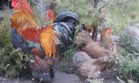 Брама куропатчатая