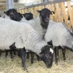 Темная шерсть романской овцы