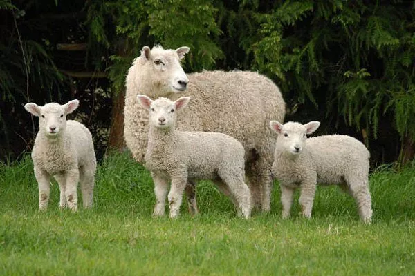 Овца с ягнятами