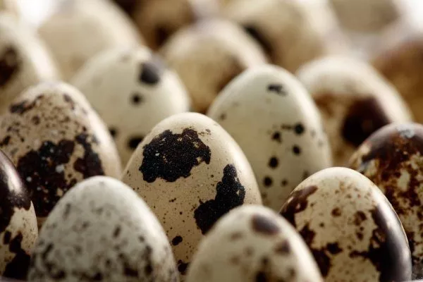 10 преимуществ перепелиных яиц перед куриными: что делает их более полезными