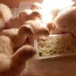 Маленькие индюшата