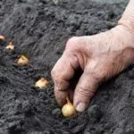 Посадка лука