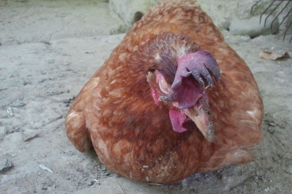 Какая болезнь может быть у куриц