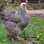 Курица породы "брама"