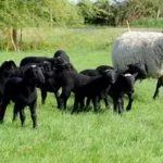 Овца с ягнятами