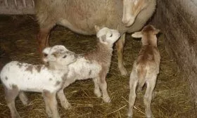 Ягнята