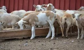 Кормление молодых овец