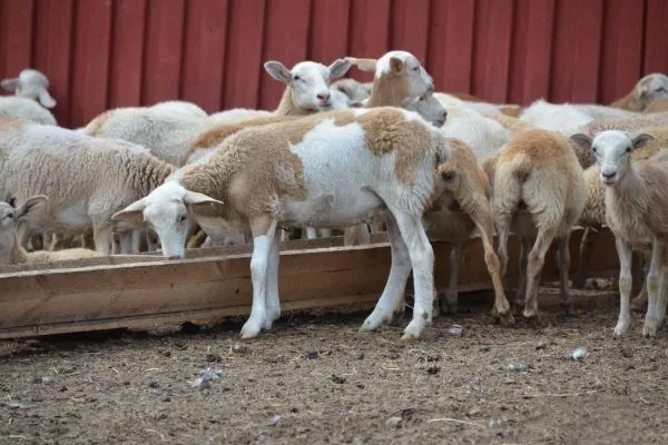Катумские овцы: описание породы, уход, продуктивность, кормление иразмножение