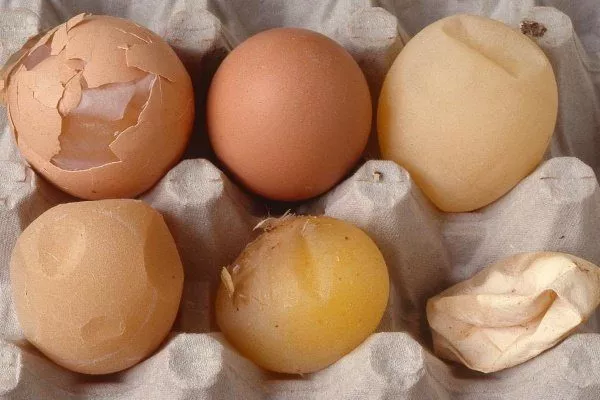 Варианты патологии скорлупы яиц при ССЯ-76