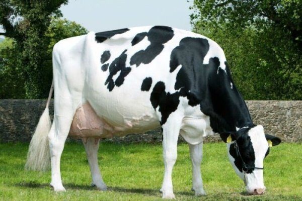 самая хорошая порода коров для молока