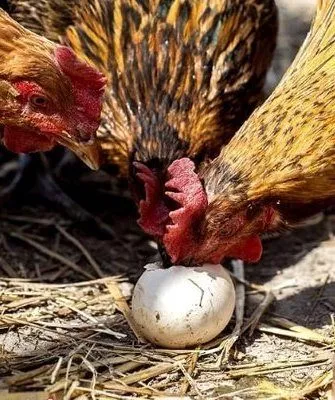 Куры клюют яйцо