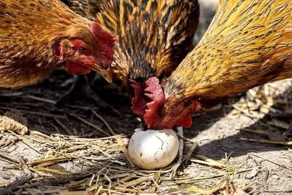 Куры клюют яйцо 