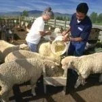 Кормление овец