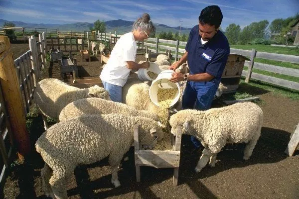 Кормление овец