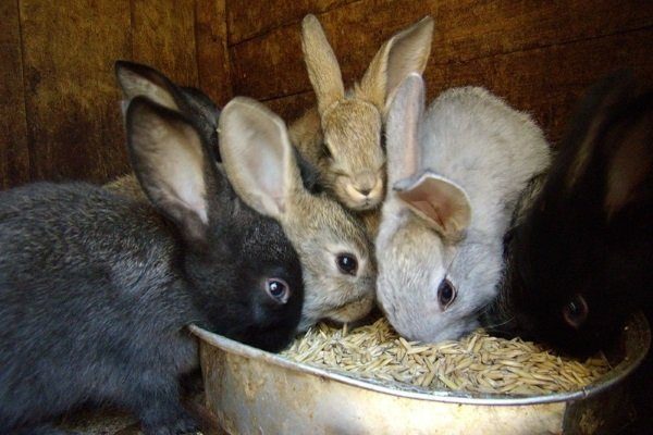 Кролики после отсадки