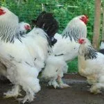 Куры "Брама"