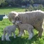 Овца с ягнятами