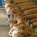 Доение овец