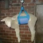 Взвешивание овцы