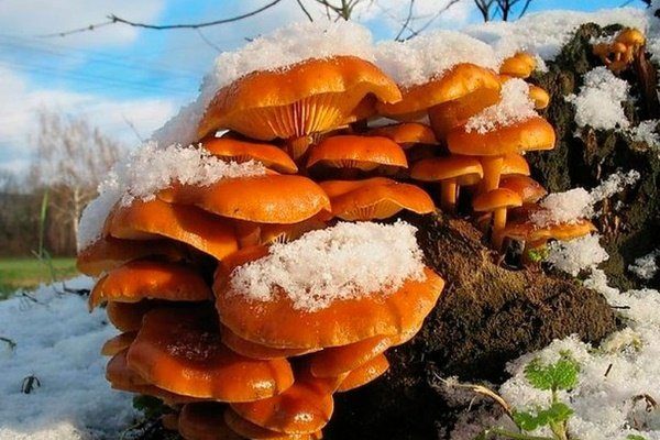 Какие грибы растут на деревьях?