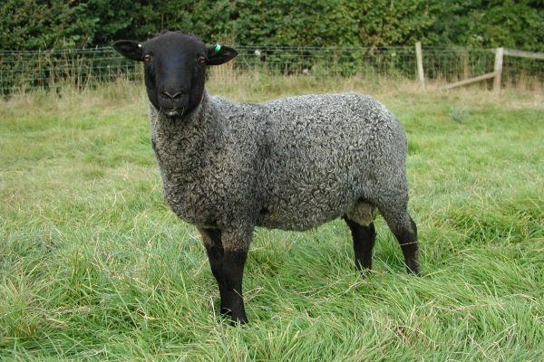 Романовская порода овец – её характеристики и фото