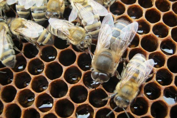 Трутень в пчелиной семье 
