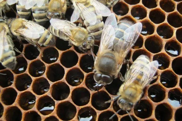 Трутень в пчелиной семье 