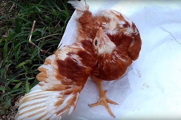 Болезни куриц и их опасность для человека