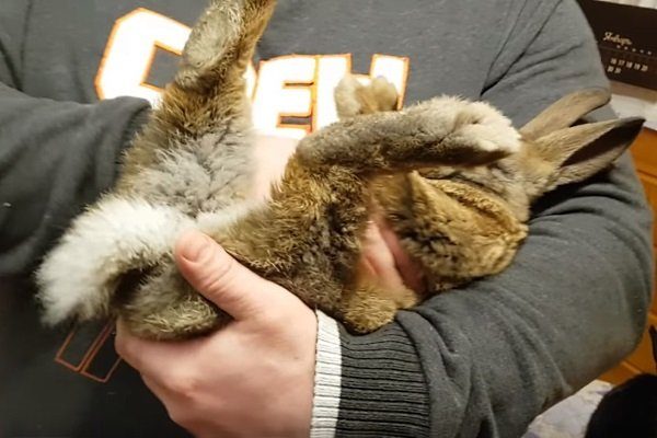 Когда можно спаривать кроликов после прививок thumbnail