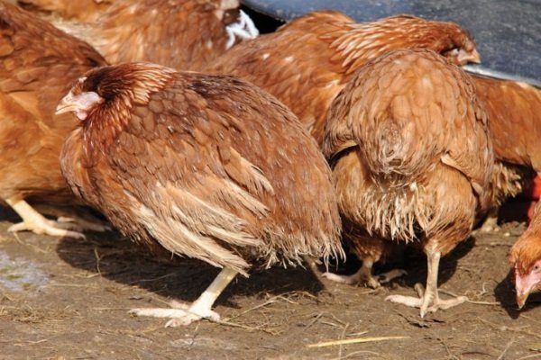 Какие болезни могут быть у куриц и их признаки