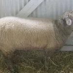 Содержание овец