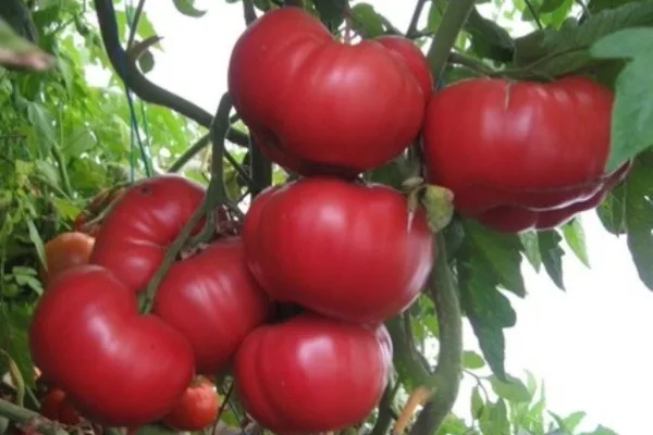 Розовый мёд