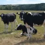 Коровы на прогулке