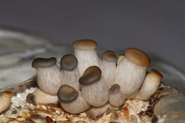 Выращивание белого гриба