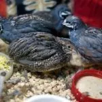 Китайские перепела