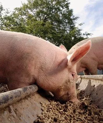 Свинки едят концентрированный корм
