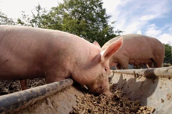 Свинки едят концентрированный корм