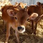 Джерсейские телята