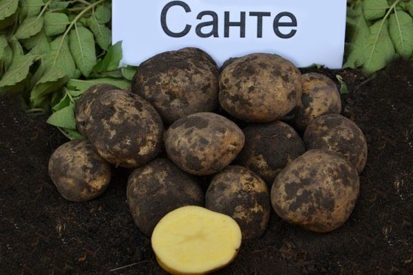 Как выращивать картофель по голландской технологии?