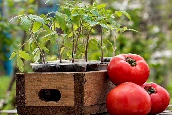 Top dressing rajče na otevřeném poli po výsadbě – čas
