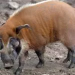 Свинья породы кистеух