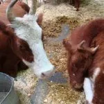 Отдых коров