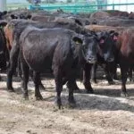 Стадо коров