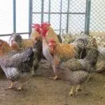 Содержание курей