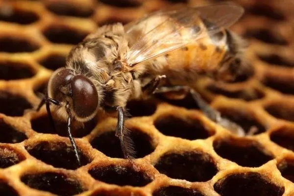 Трутень – кто он в пчелином рое и зачем нужен?
