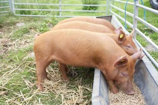 Дрожжевой откорм свиней 