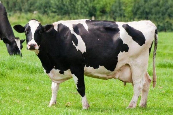 самая хорошая порода коров для молока