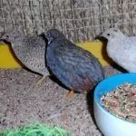 Корм перепелов