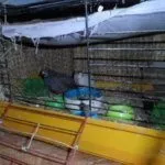 Перепела в кормушке