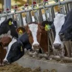 Кормление коров